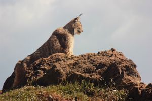 Iberian lynx