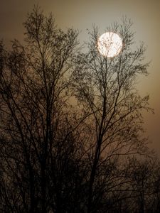 Winter grove and sun.