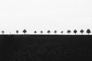 trees