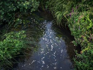 Chalk Streams 12