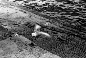 Avian Sense of the Way - Footprints on water
