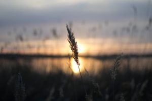 Reed 1