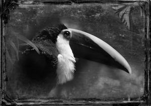 © Dianne Yudelson Black Mandibled Toucan
