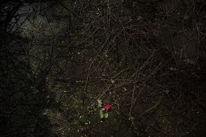 © Vancon Laetitia