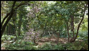 Hancock Woodlands