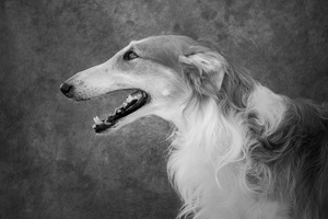 Borzoi