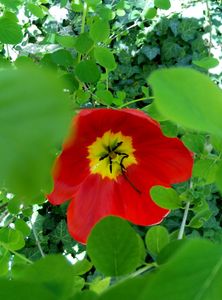 Tulip and Leaves 2