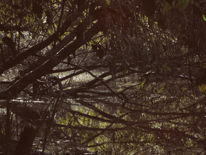 Into the marsh - 04