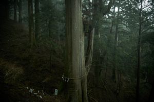 Tamaki shrine's Sacred tree