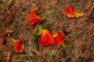 Footprints Nº24