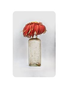 fiore morti