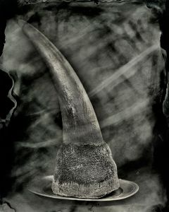 Rhino Horn