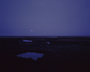 Coastal salt marsh 03