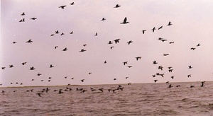 Esteros del Iberá. Corrientes. Argentina