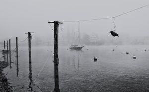 FOG VII