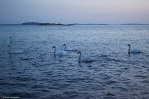 After sunset - 6 swans out of a flock of 23