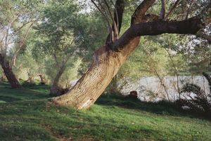 further inside the trees grove