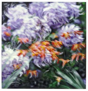 Hydrangeas in the wind