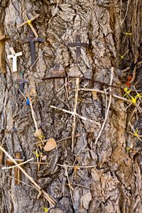 Tree Crosses. NM. © David Gardner
