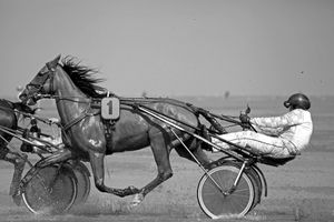 Horse race