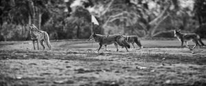 Coyote Golf