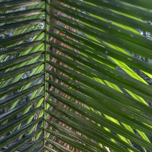 Dubuji Walkabout. Daintree. Australia