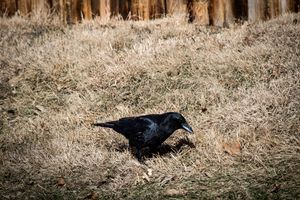 Crow