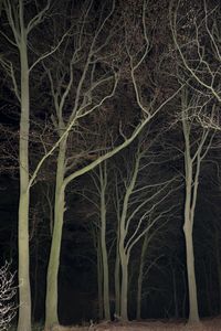 Honley wood.