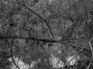 Bonelli Park