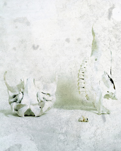 The Great White Stag