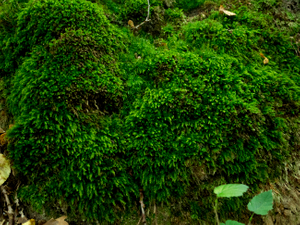 Brandenburg Forests 06