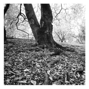 Roots