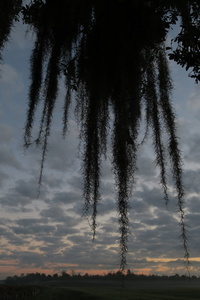 Battlefield Oak, St. Bernard Parish, Louisiana