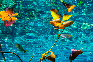 Water Plants and reflections at Cenote NicteHa