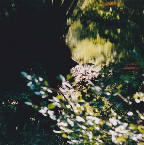 Exposition flower