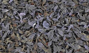 Winter patterns