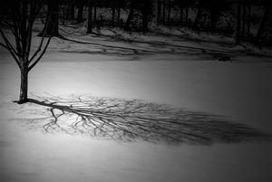 Portrait of a Tree