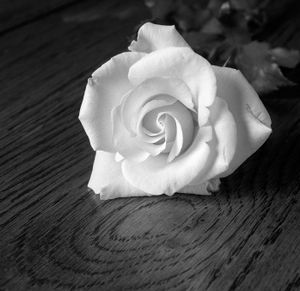 Rose on Wood