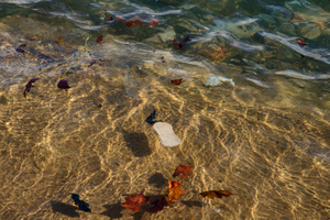 Single-use plastics, the food of the future