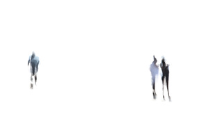 SHADOWS #D62748