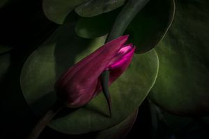 Fiorirai - Blooming Inside