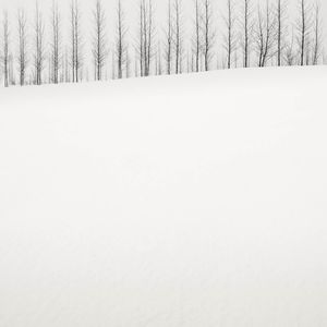 Two Rows of Trees