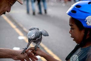 Eying Congo the bird