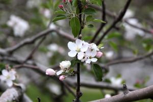 Apple Blossoms- North Carolina