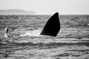 Whale BYN