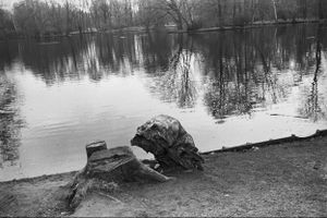 Tree Stump