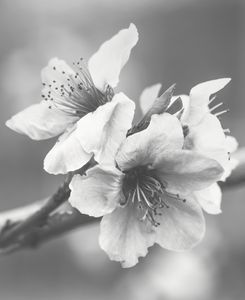 Peach Blossoms