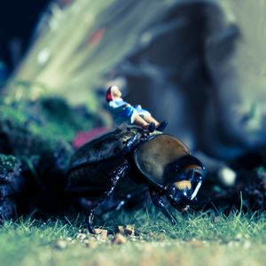 Hercules Beetle