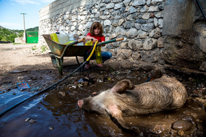 Street Fauna 9 - Pig