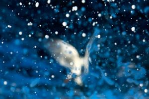 On cosmic wings